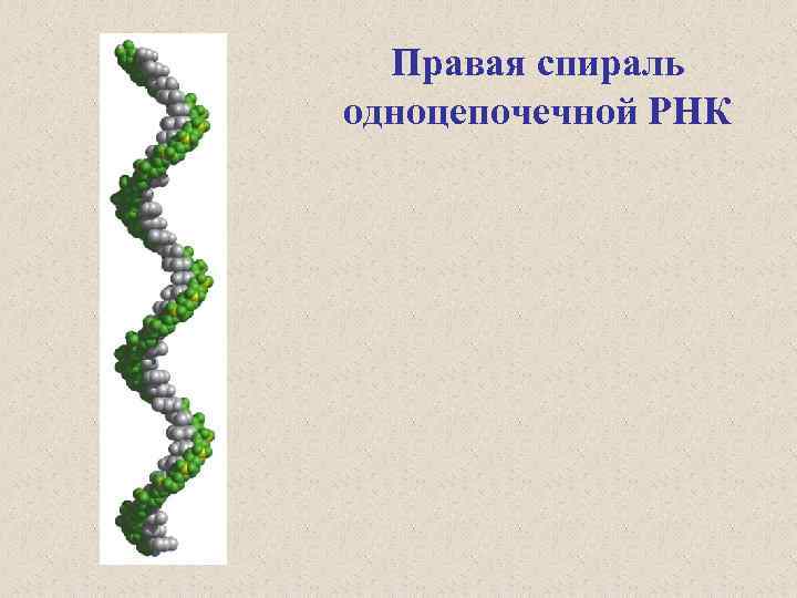 Одноцепочечная рнк. Одноцепочная молекула РНК. Спираль РНК. РНК одинарная спираль.