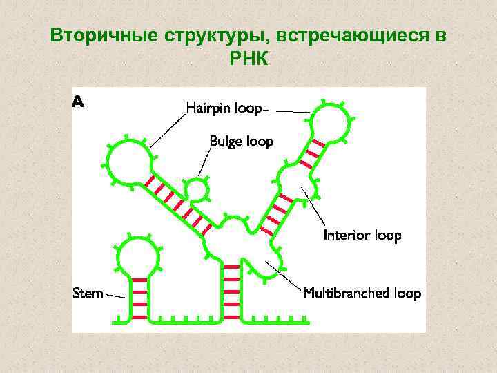 Вторичные структуры, встречающиеся в РНК 