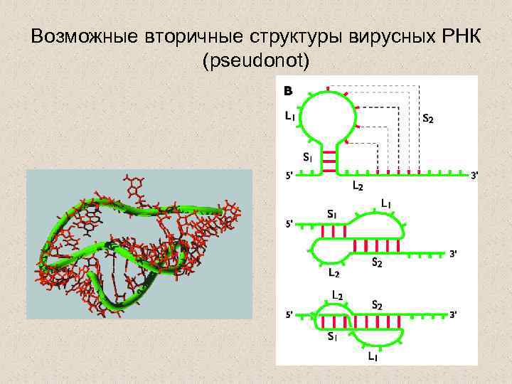 Возможные вторичные структуры вирусных РНК (pseudonot) 