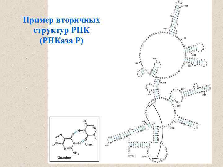 Пример вторичных структур РНК (РНКаза Р) 