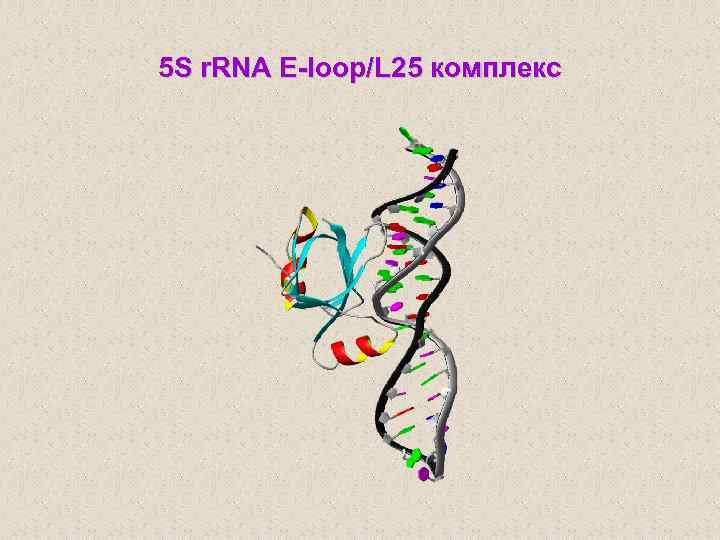 5 S r. RNA E-loop/L 25 комплекс 