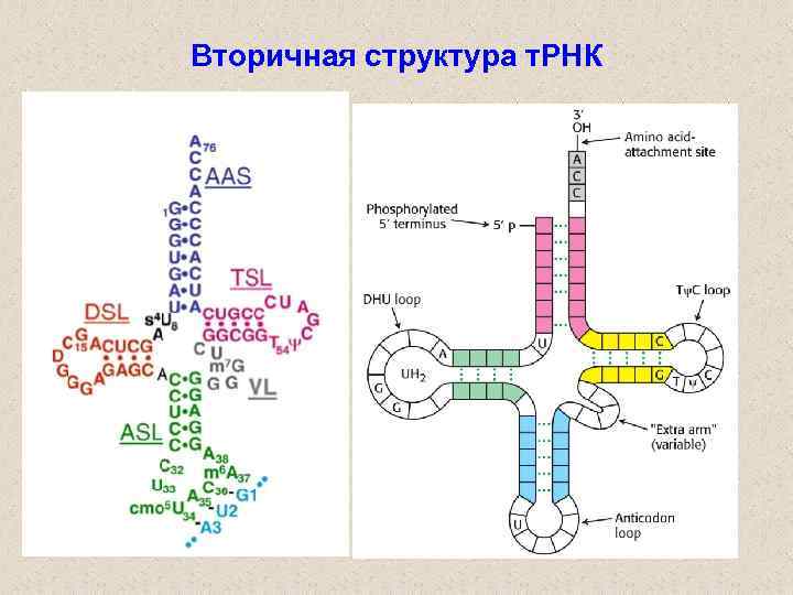 Число т рнк. Строение ТРНК первичная структура. Первичная вторичная и третичная структура ТРНК. Первичная и вторичная структура ТРНК. Структуры РНК первичная вторичная и третичная.