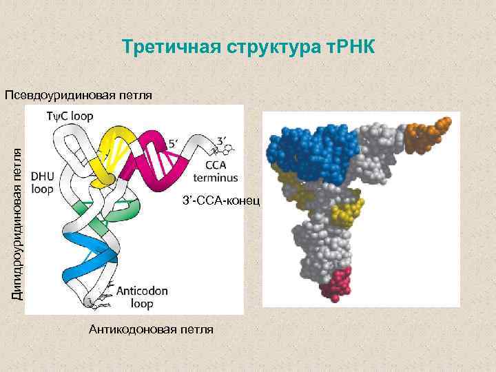 Третичная структура т. РНК Дигидроуридиновая петля Псевдоуридиновая петля 3’-CCA-конец Антикодоновая петля 