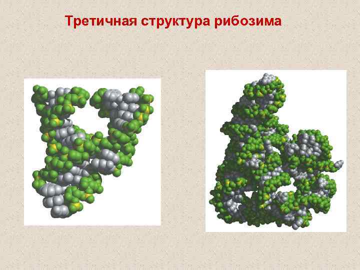 Третичная структура рибозима 