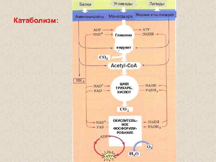 Белки Катаболизм: Аминокислоты Углеводы Липиды Моносахара Жирные к-ты, глицерол Гликолиз пируват ЦИКЛ ТРИКАРБ. КИСЛОТ