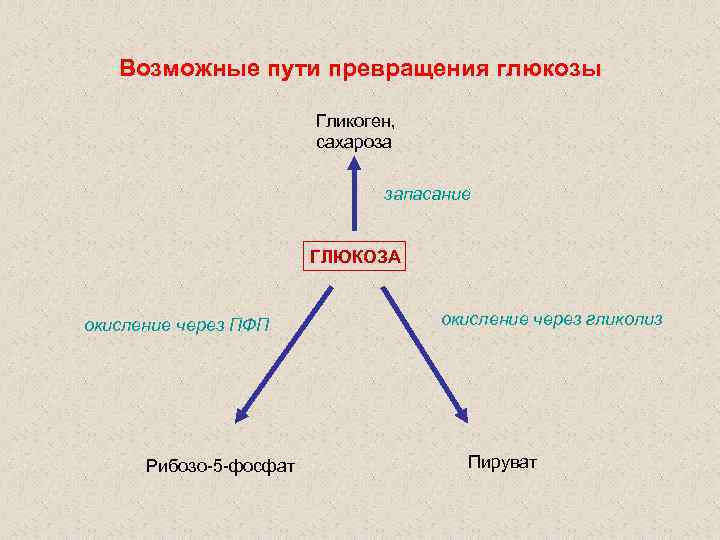 Возможные пути превращения глюкозы Гликоген, сахароза запасание ГЛЮКОЗА окисление через ПФП Рибозо-5 -фосфат окисление