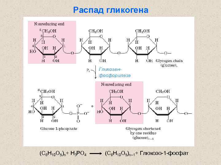 Распад гликогена Гликогенфосфорилаза (C 6 H 10 O 5)n+ H 3 PO 4 (C