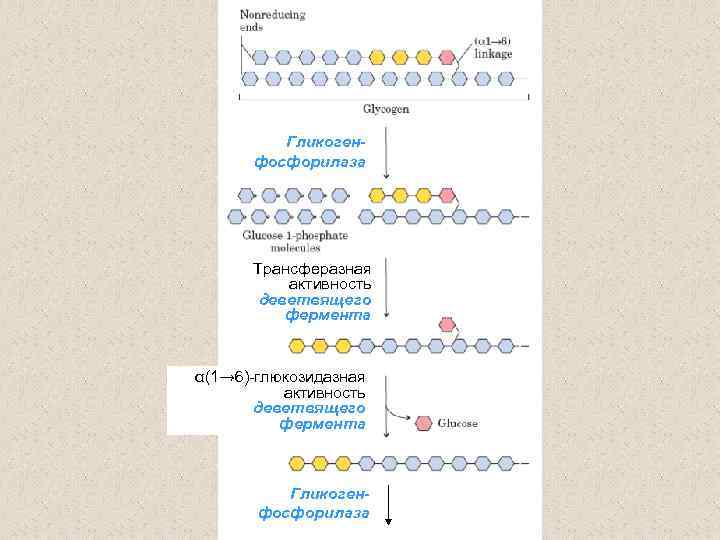 Гликогенфосфорилаза Трансферазная активность деветвящего фермента α(1→ 6)-глюкозидазная активность деветвящего фермента Гликогенфосфорилаза 