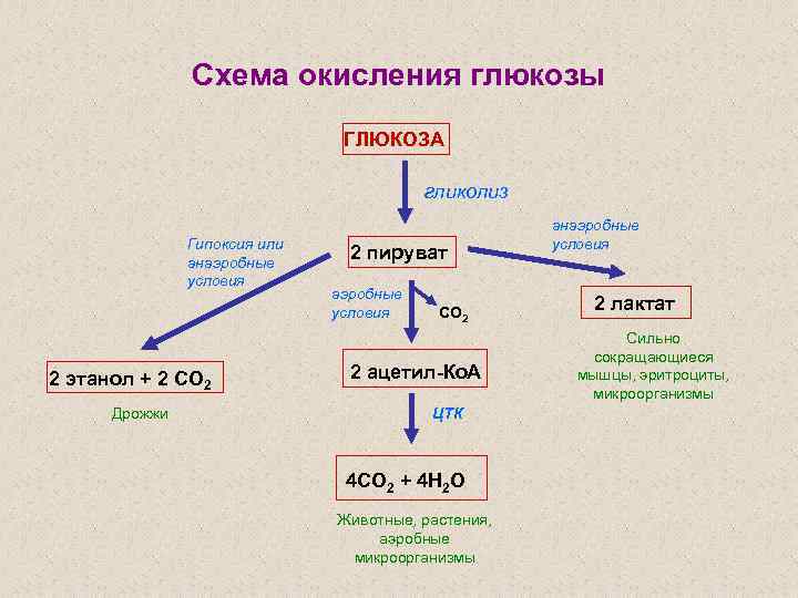 Схема окисления глюкозы ГЛЮКОЗА гликолиз Гипоксия или анаэробные условия 2 этанол + 2 СО