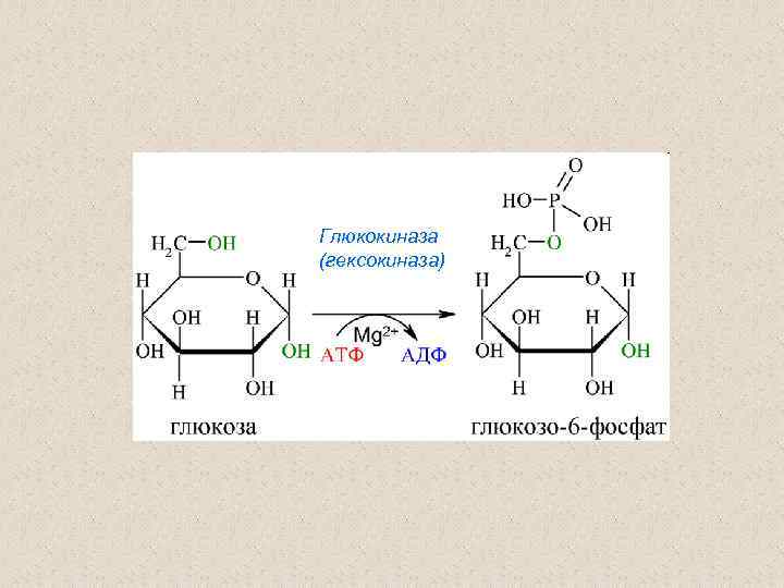 Глюкокиназа (гексокиназа) 