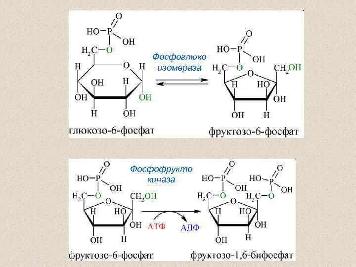 Фосфоглюко изомераза Фосфофрукто киназа 