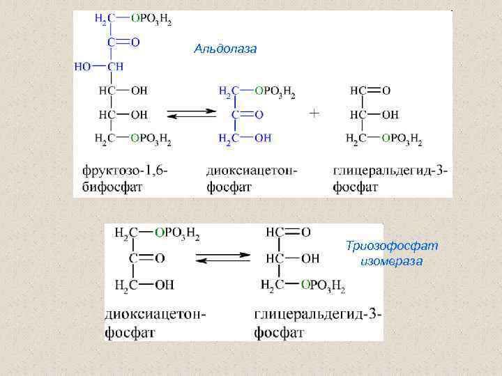 Альдолаза Триозофосфат изомераза 