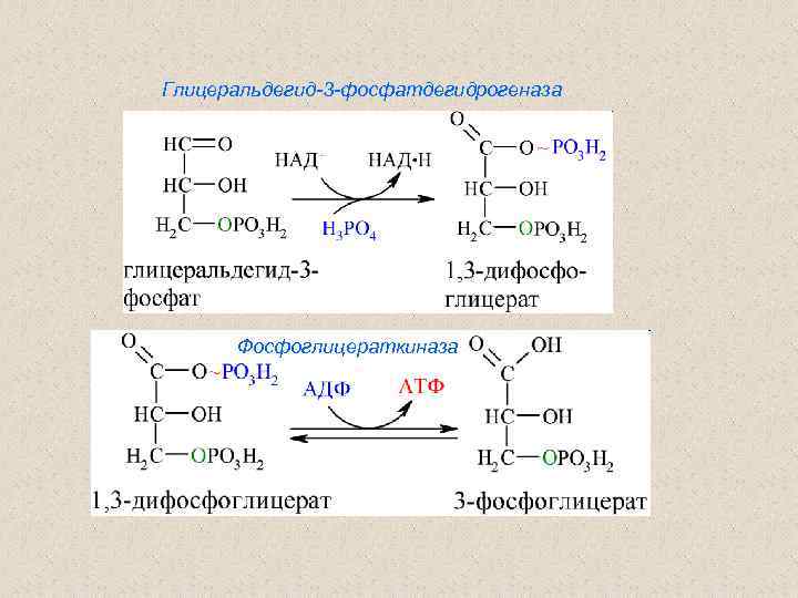 Глицеральдегид-3 -фосфатдегидрогеназа Фосфоглицераткиназа 