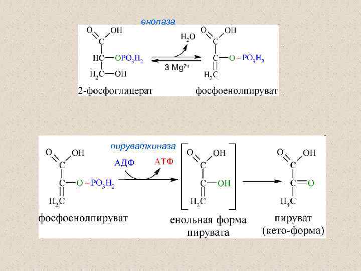 енолаза пируваткиназа 