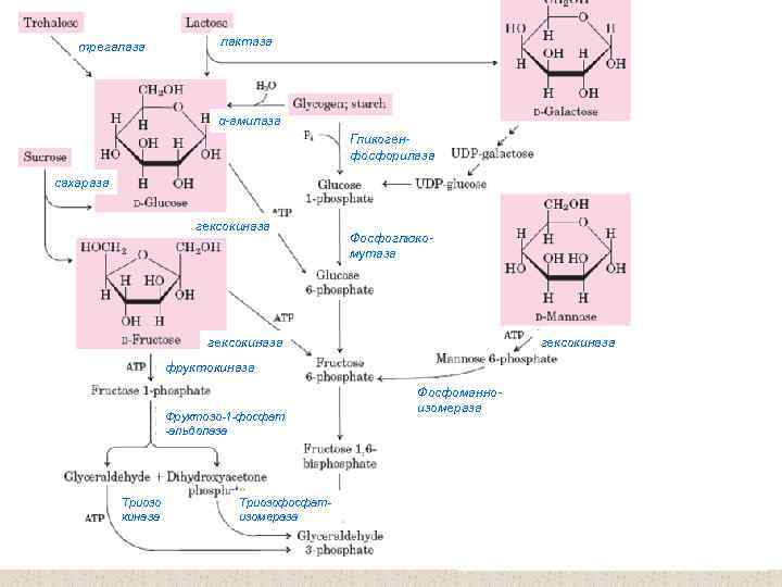 трегалаза лактаза α-амилаза Гликогенфосфорилаза сахараза гексокиназа Фосфоглюкомутаза гексокиназа фруктокиназа Фруктозо-1 -фосфат -альдолаза Триозо киназа