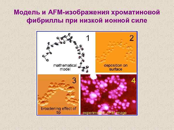 Модель и AFM-изображения хроматиновой фибриллы при низкой ионной силе 