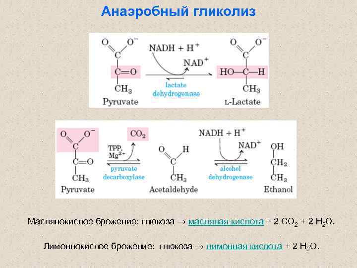 Анаэробный гликолиз Маслянокислое брожение: глюкоза → масляная кислота + 2 CO 2 + 2