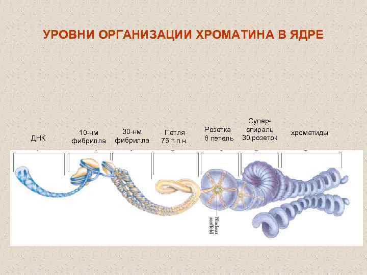 УРОВНИ ОРГАНИЗАЦИИ ХРОМАТИНА В ЯДРЕ ДНК 10 -нм фибрилла 30 -нм фибрилла Петля 75