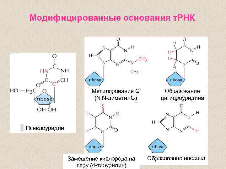 Модифицированные основания т. РНК Метилирование G (N, N-диметил. G) Образование дигидроуридина Псевдоуридин Замещение кислорода