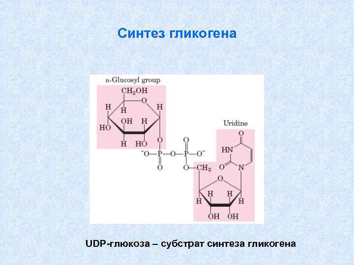 Синтез гликогена стимулирует. Расщепление сахарозы. Элективная для гликогена окраска. В каких продуктах есть гликоген. Запасное вещество гликоген у кого.