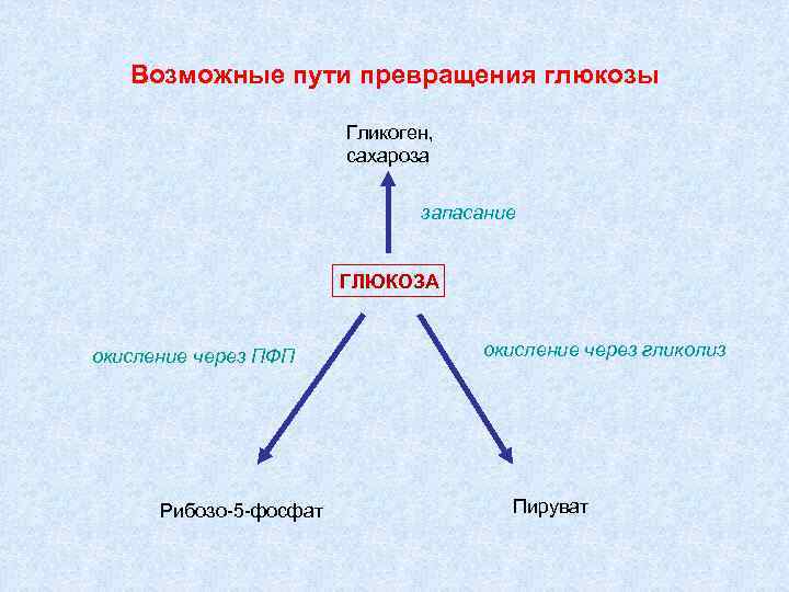 Укажите возможные пути. Превращение Глюкозы в гликоген. Превращение Глюкозы и гликогена в пируват кратко. Возможные пути метаболизма пирувата. Гормон, способствующий превращению Глюкозы в гликоген..