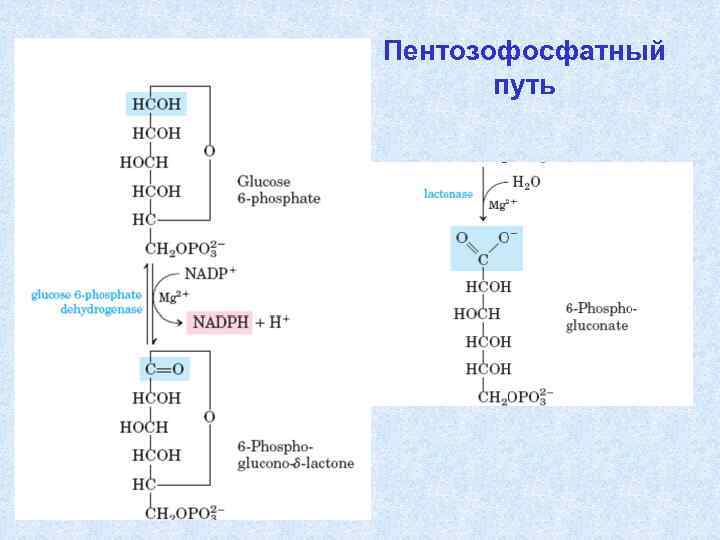 Схема пентозофосфатного цикла