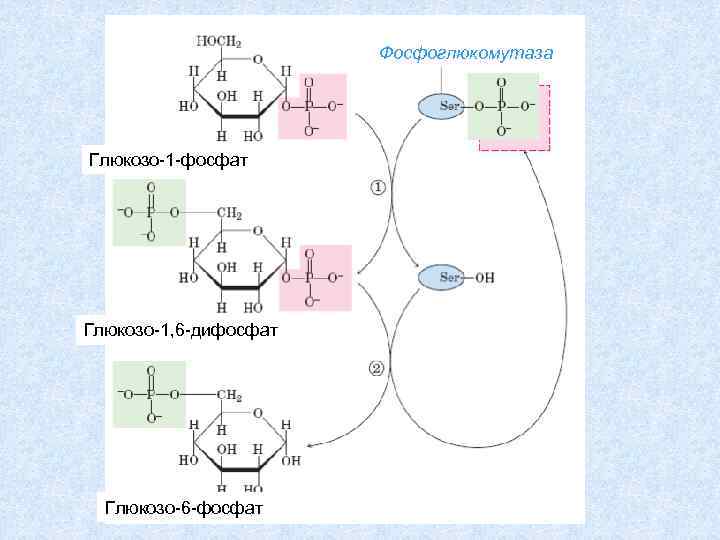 Расщепление нуклеотидов. Глюкозо 1 6 дифосфат. Глюкозо 1 6 дифосфат формула. Α-D-глюкозо-1-фосфат. Метаболизм галактозы в глюкозо 1 фосфат.