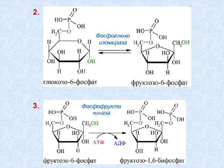 2. Фосфоглюко изомераза 3. Фосфофрукто киназа 