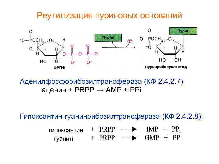 Синтез пуриновых оснований