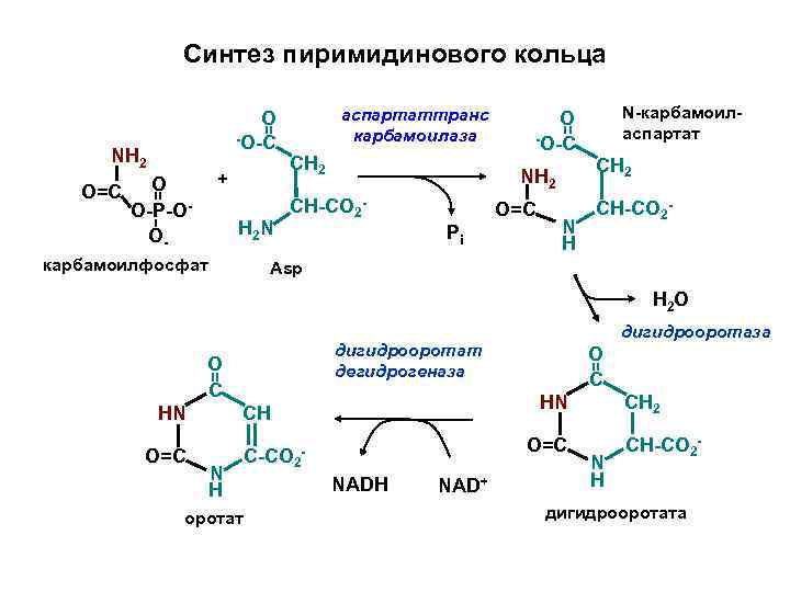 Синтез нуклеотидов схема