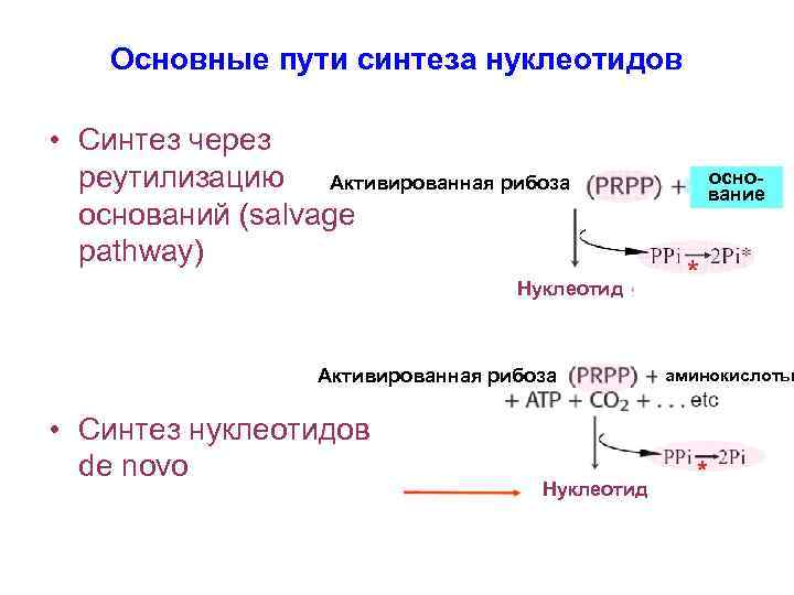 Основные пути синтеза нуклеотидов • Синтез через реутилизацию Активированная рибоза оснований (salvage pathway) основание