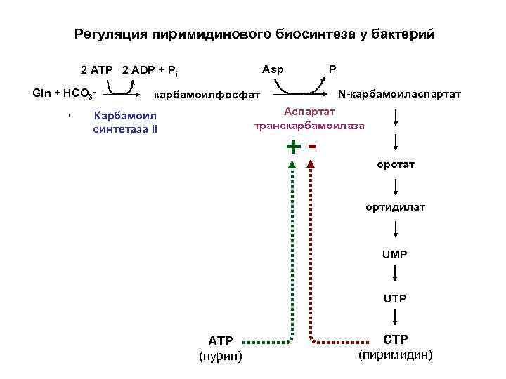 Общая схема синтеза и распада пиримидиновых нуклеотидов регуляция оротацидурия