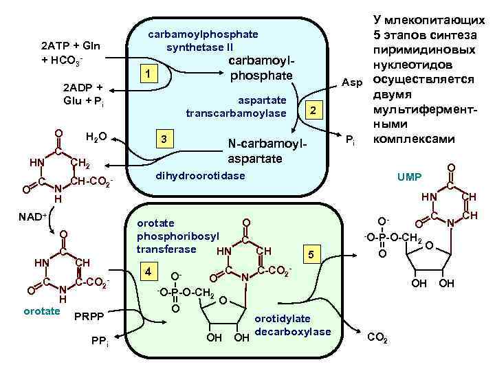 2 ATP + Gln + HCO 3 - carbamoylphosphate synthetase II carbamoylphosphate 1 2