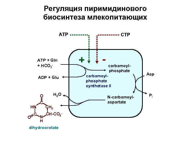 Какой обмен веществ у млекопитающих. Регуляция биосинтеза пиримидиновых нуклеотидов. Регуляция синтеза пиримидиновых. Регуляция синтеза пиримидиновых оснований. Метаболизм млекопитающих.