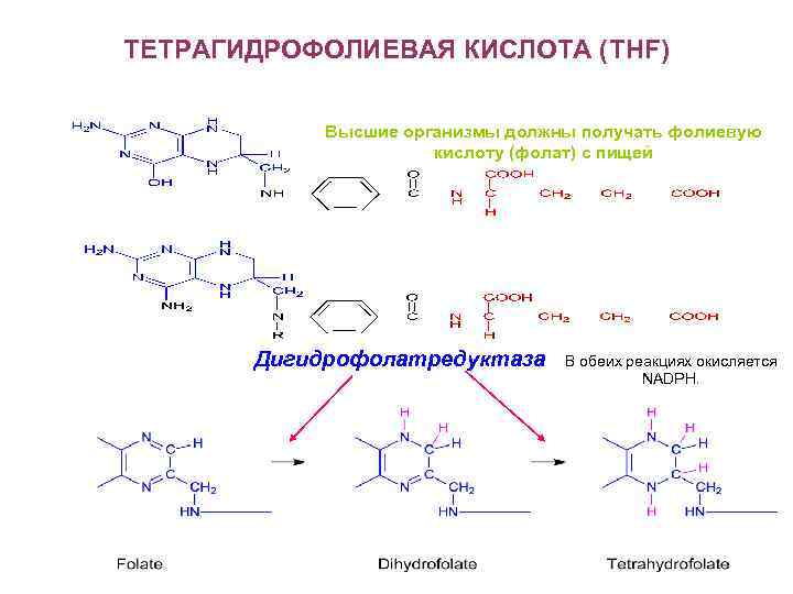 Синтез фолиевой кислоты. Тетрагидрофолиевая кислота Синтез. Синтез пуриновых нуклеотидов фолиевая кислота. Синтез фолиевой кислоты схема. Тетрагидрофолиевая кислота реакции.