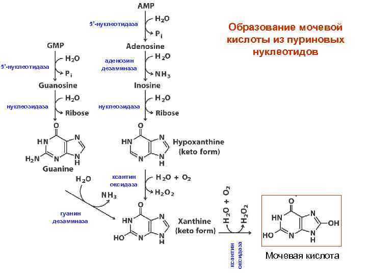 Синтез нуклеотидов схема