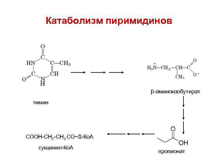 Катаболизм пиримидинов β-аминоизобутират тимин СООН-СН 2 -CO~S-Ко. А сукцинил-Ко. А пропионат 