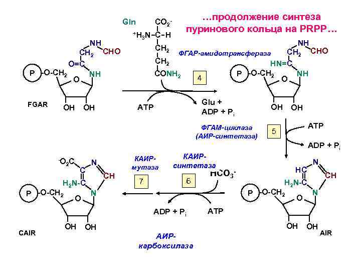 Gln NH CH 2 CHO O=C P -O-CH 2 NH O FGAR OH CO