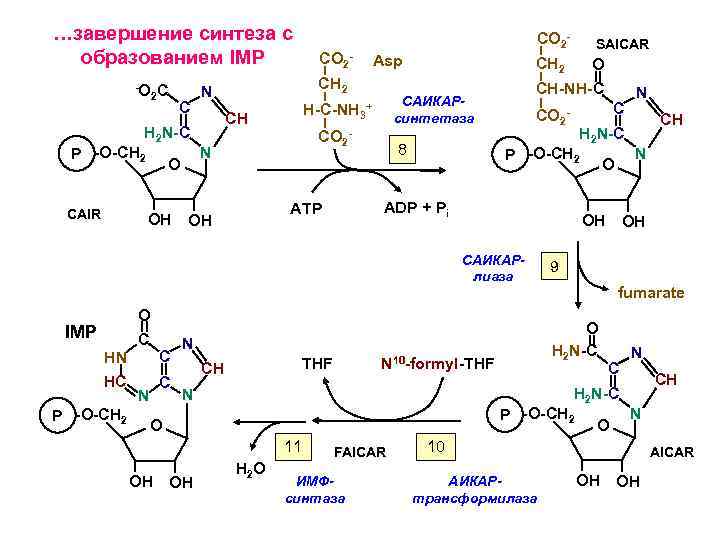 …завершение синтеза c образованием IMP -O 2 C C H 2 N-C P -O-CH