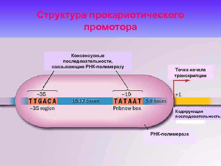 Рнк обмен веществ