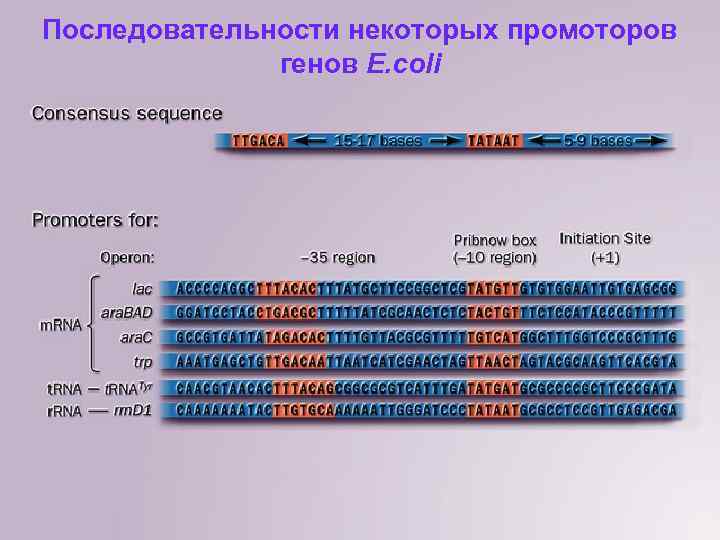 Последовательности некоторых промоторов генов E. coli 