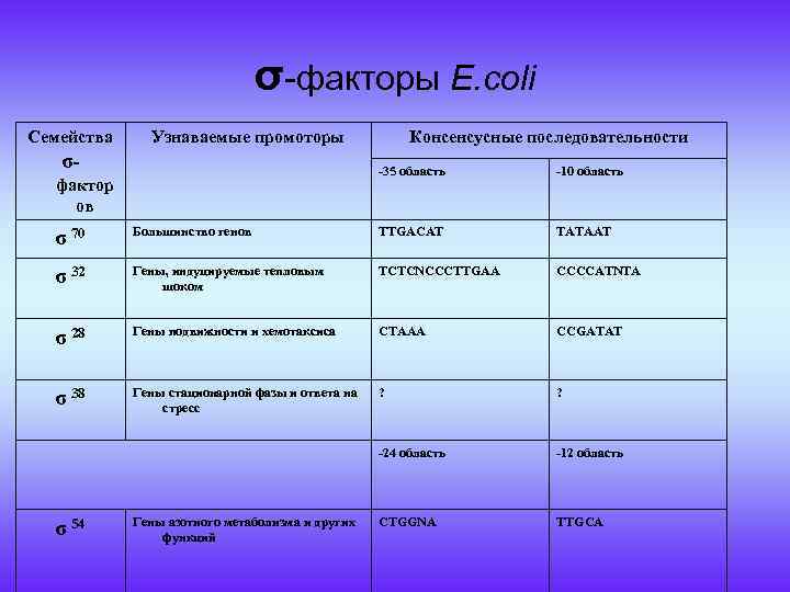 σ-факторы E. coli Семейства σфактор ов Узнаваемые промоторы Консенсусные последовательности -35 область -10 область