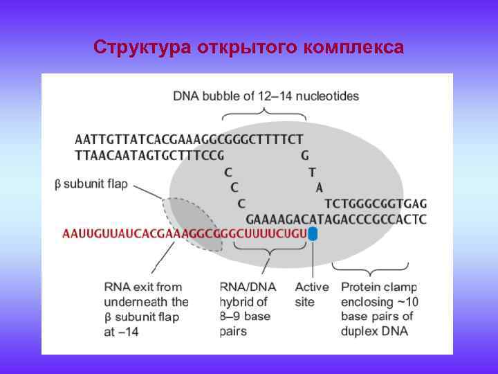 Структура открытого комплекса 