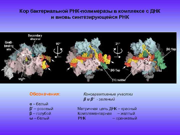 Рнк бактерии. Транскрипция РНК полимераза. РНК полимеразы бактериальные. Бактериальная РНК полимераза. ДНК-зависимая РНК-полимераза.