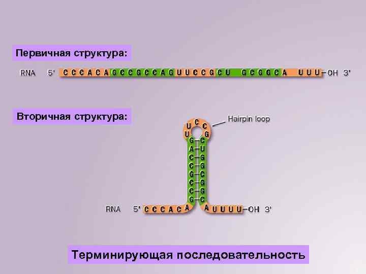 Рнк обмен веществ