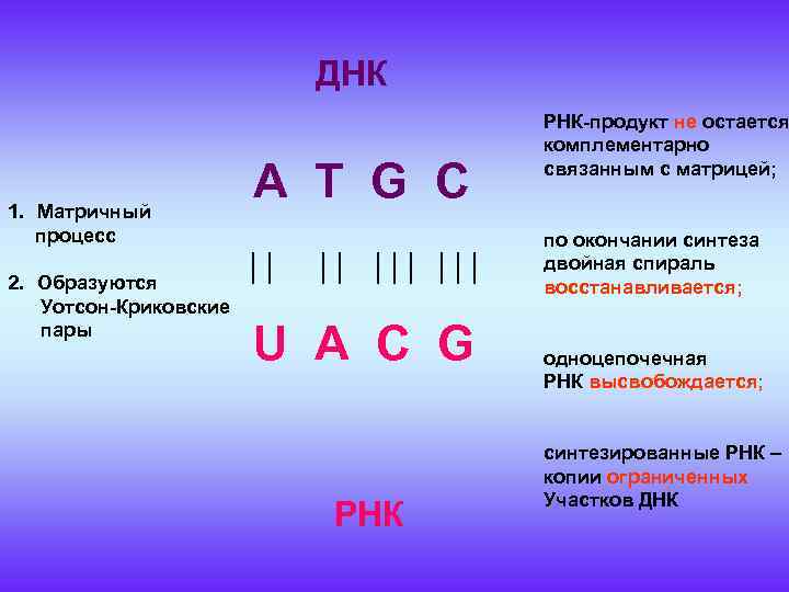 Матрицей для синтеза транспортной рнк