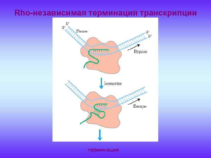 Rho-независимая терминация транскрипции терминация 
