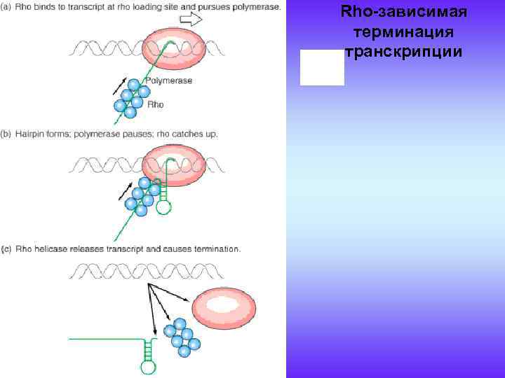 Rho-зависимая терминация транскрипции 