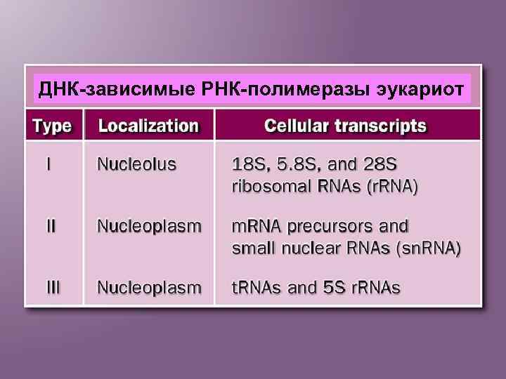 ДНК зависимые РНК полимеразы. ДНК зависимые ДНК полимеразы. ЖНК зависимая РНКПОЛИМЕРАЗЫ.