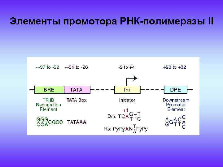 Рнк зависимая. Промотор РНК полимераза. РНК полимераза 2. Транскрипция РНК полимераза. Промотор для РНК-полимеразы II.